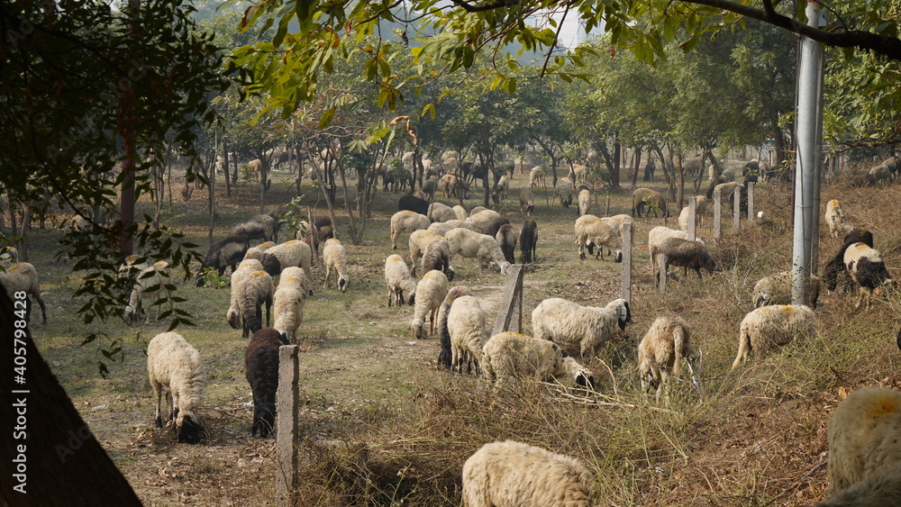 Sheep are grazing in farm Sheep are grazing in farm