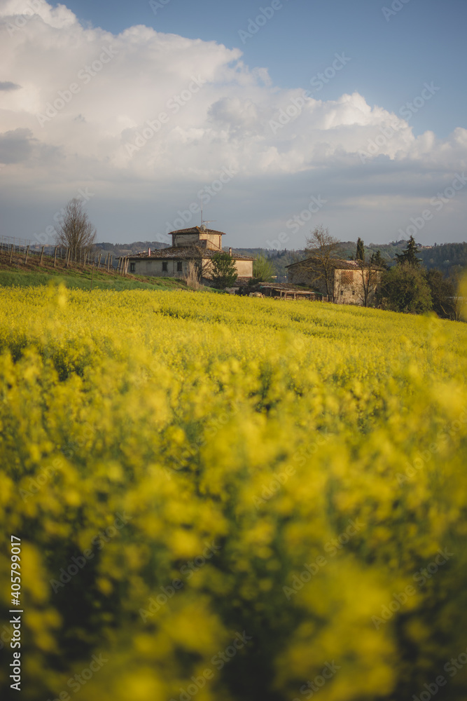 casolare toscano con campo di fiori gialli in primo paino, campo di colza fiorita con casolare sullo sfondo