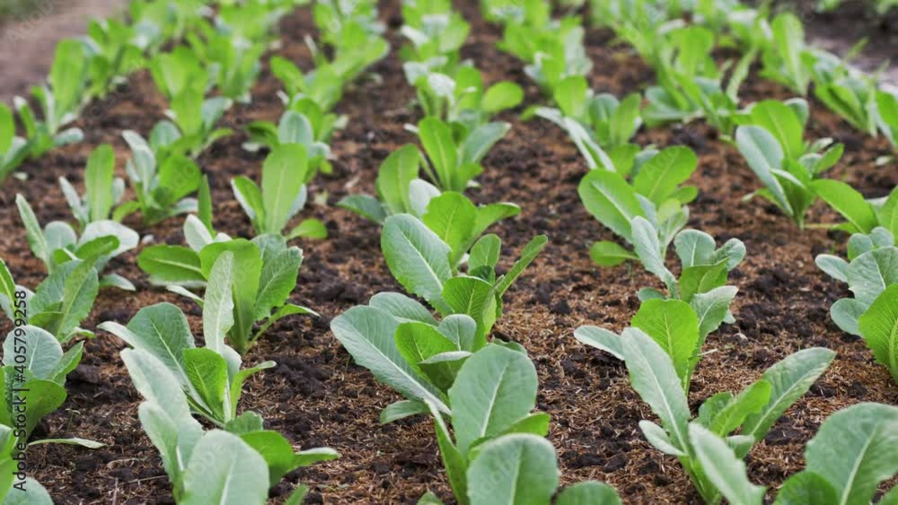 Close-up Fresh and organic green cos lettuce growing in Organic farm. Close-up Fresh and organic green cos lettuce growing in Organic farm.