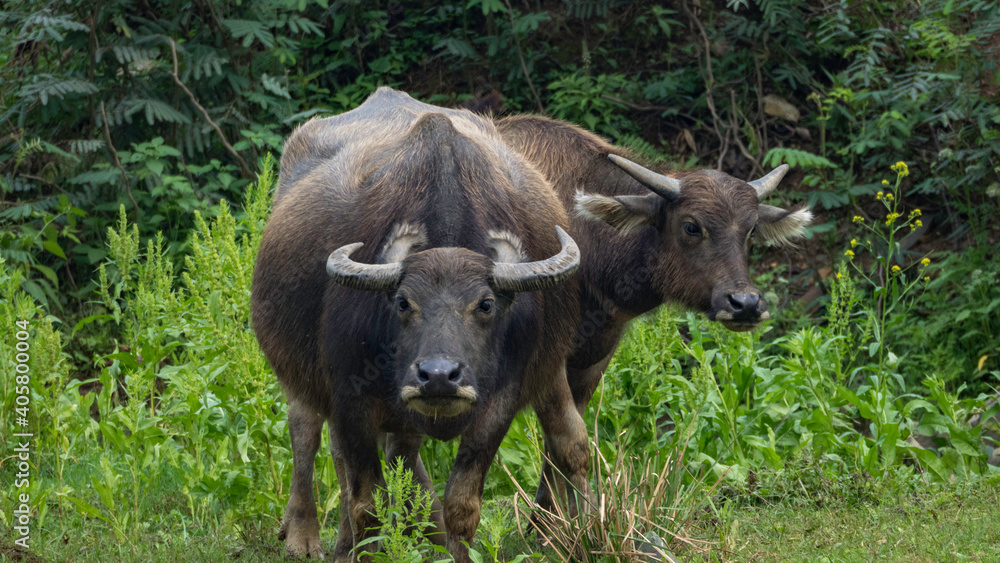 Family of water buffalo in Vietnam - Bubalus bubalis Family of water buffalo in Vietnam - Bubalus bubalis