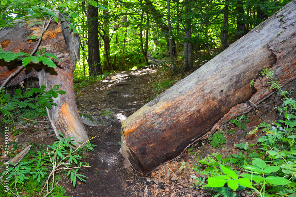 Fototapeta premium Unusual trees in a mountain forest in the Tsey gorge, Russia, North Ossetia