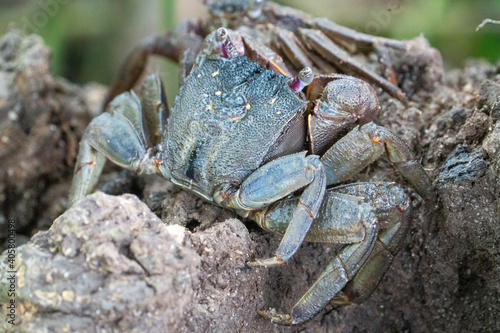 Mud crab resting in Singapores wetlands photo