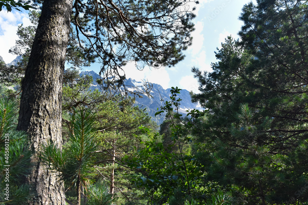 Fototapeta premium Mountain forest on a sunny summer day in the Tsey gorge, Russia, North Ossetia
