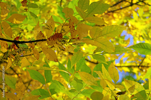 Branch of a tree with yellow-green leaves in autumn. selective focus.