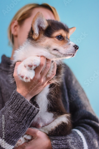 Photo of a Pembroke Welsh Corgi puppy in red, tricolor colors, for the exhibition on a gray background. friendly dog, smiling and happy