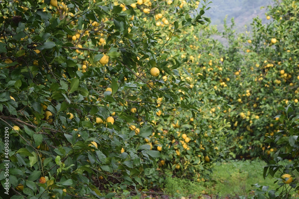 Lemon garden.Lemon trees with mature lemons.