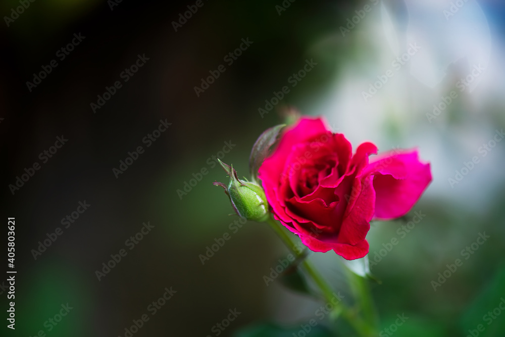 Select focus red rose flower blossom on soft natural background Select focus red rose flower blossom on soft natural background