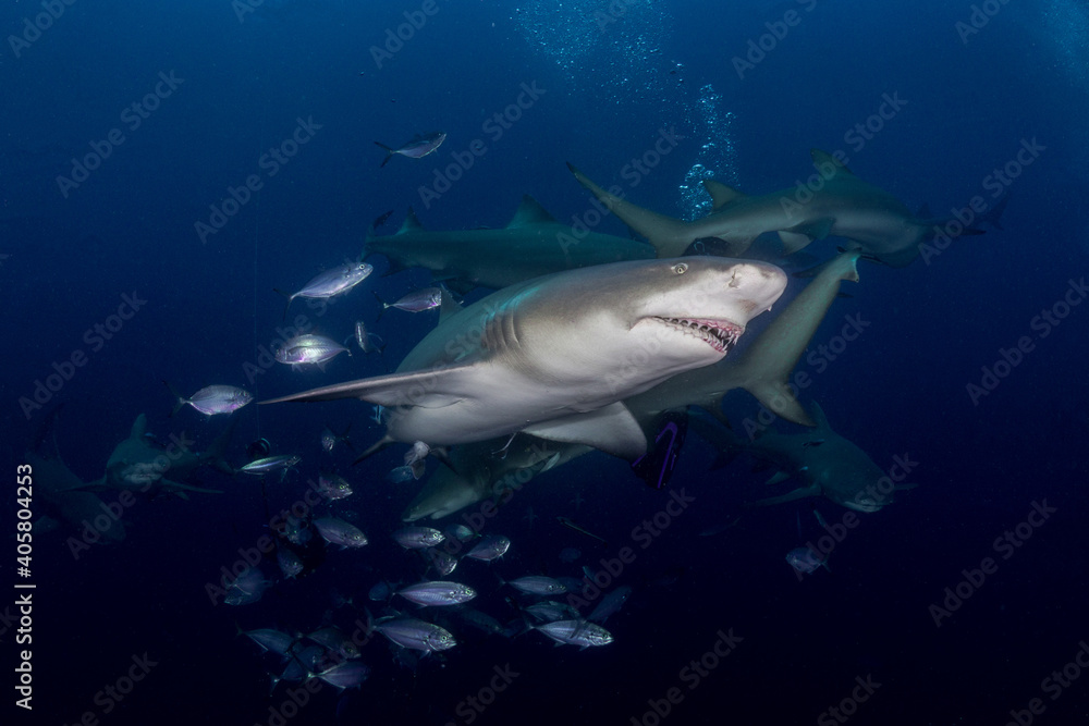 Fototapeta premium Lemon shark - Negaprion brevirostris 