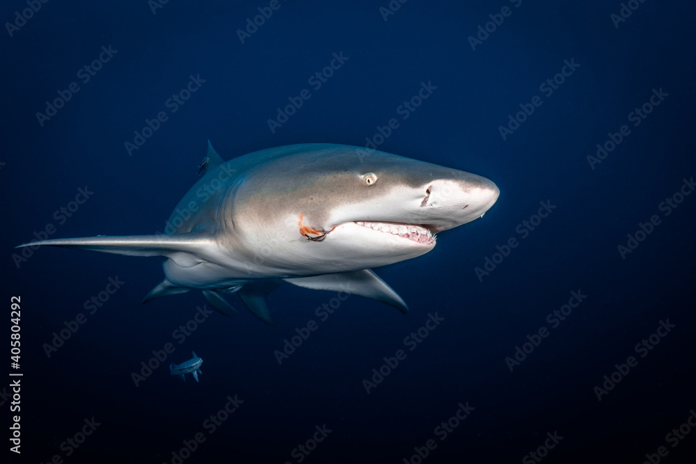 Lemon shark - Negaprion brevirostris Lemon shark - Negaprion brevirostris