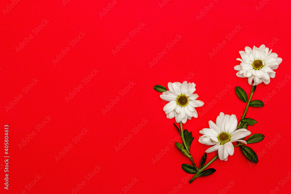 Fresh fragrant chrysanthemums isolated on red background
