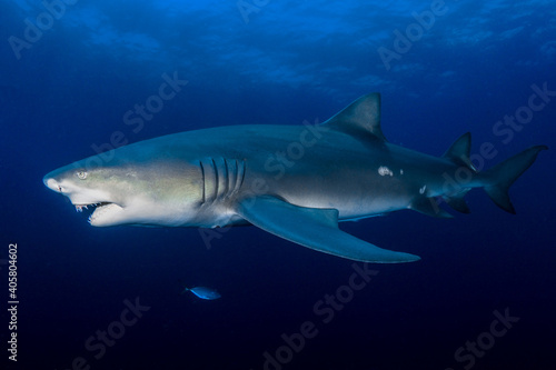 Lemon shark - Negaprion brevirostris  © Mike Workman