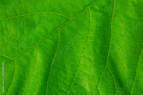 Green leaf background texture, flat top view close up macro