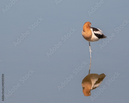 Avocet