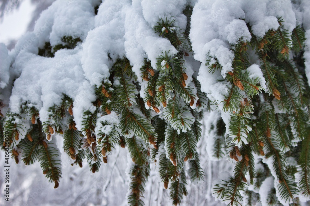 fir cones covered with snow close up background outside