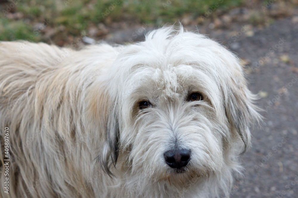 white dog portrait