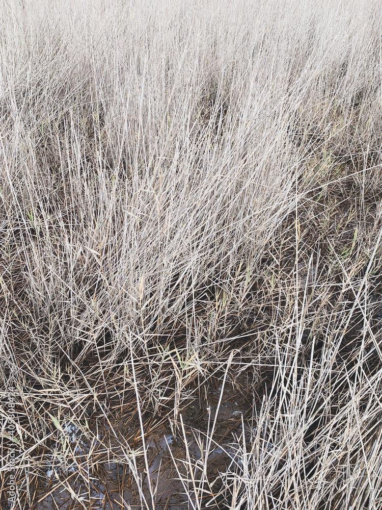 Fototapeta premium Dry grass background, straw texture
