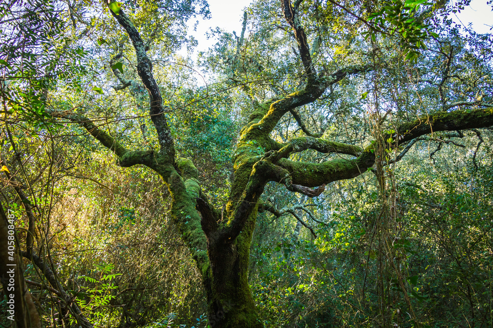 Fototapeta premium Beautiful tree covered with moss in the middle of an enchanted forest. Beselga de Cima, Serra de Aire, Portugal