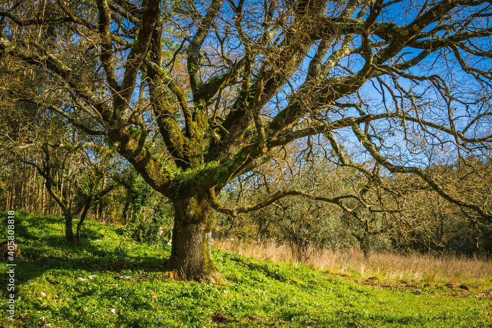 Beautiful tree with ferns and moss in the branches. Huge tree in the mountain village of Alvados, Serra de Aire, Portugal. Beautiful tree with ferns and moss in the branches. Huge tree in the mountain village of Alvados, Serra de Aire, Portugal.