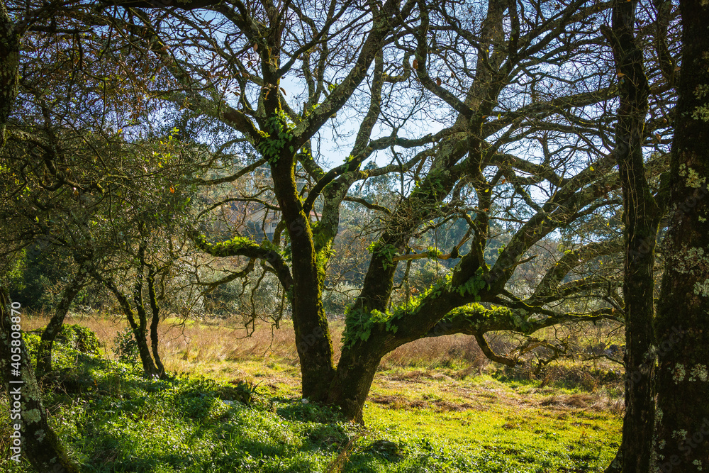 Beautiful tree with ferns and moss in the branches. Huge tree in the mountain village of Alvados, Serra de Aire, Portugal. Beautiful tree with ferns and moss in the branches. Huge tree in the mountain village of Alvados, Serra de Aire, Portugal.