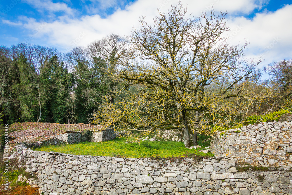 Beautiful tree in the middle of a stone house and stone wall. Tree with yellow lichens in the branches