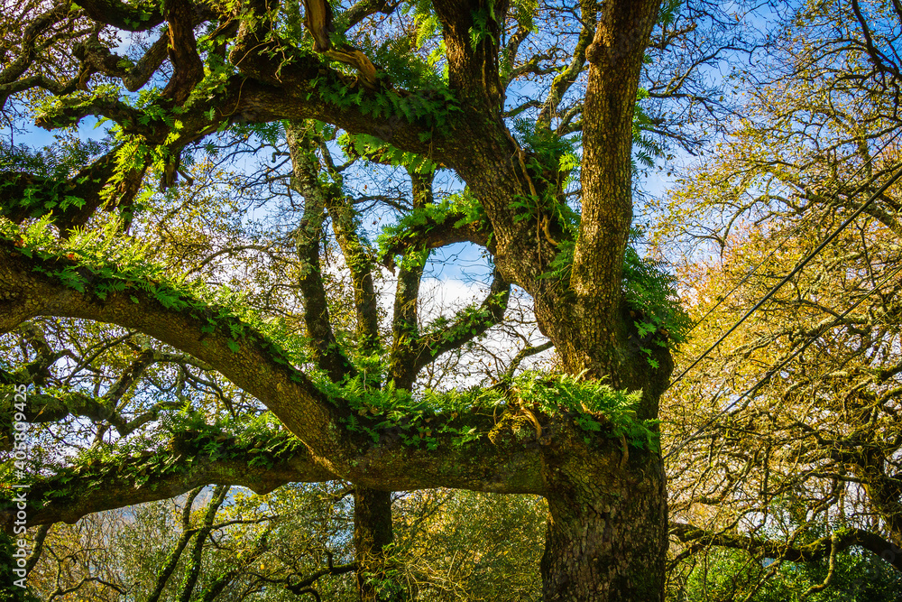 Beautiful tree with ferns and moss in the branches. Huge tree in the mountain village of Alvados, Serra de Aire, Portugal. Beautiful tree with ferns and moss in the branches. Huge tree in the mountain village of Alvados, Serra de Aire, Portugal.