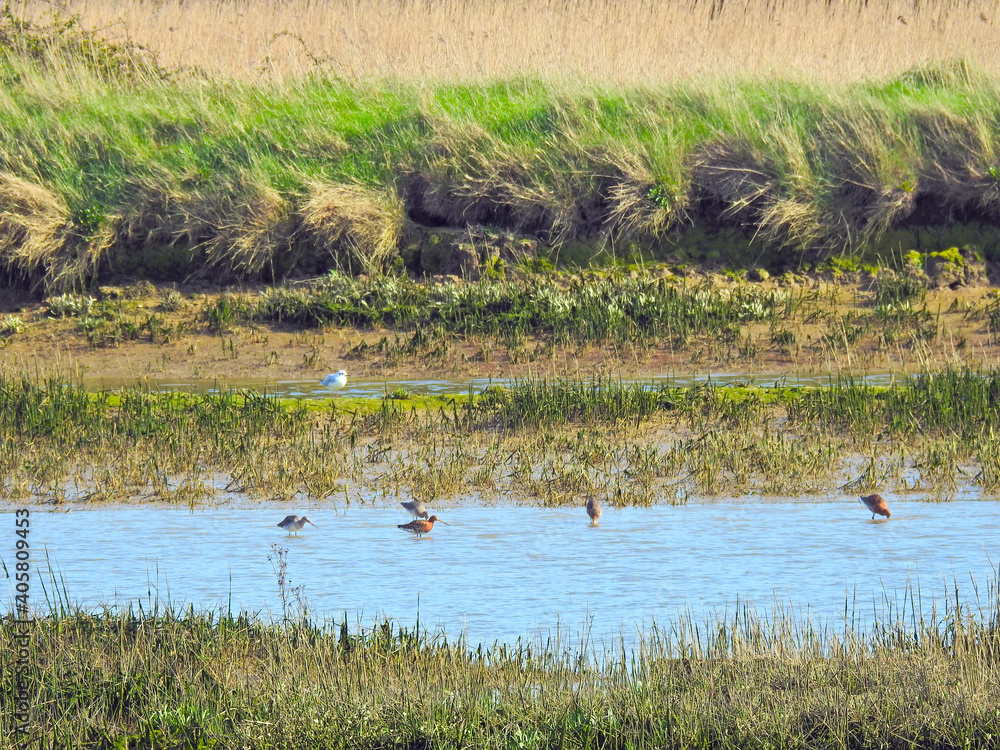 View of wet areas, floodplain with birds