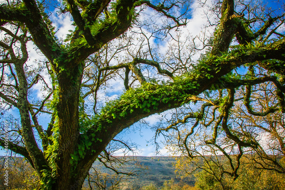 Fototapeta premium Beautiful tree with ferns and moss in the branches. Huge tree in the mountain village of Alvados, Serra de Aire, Portugal.