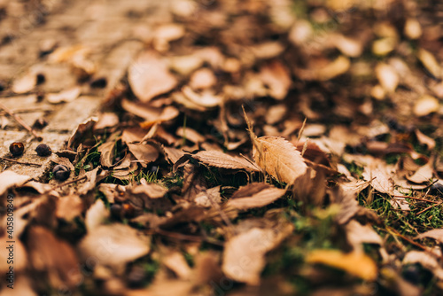 Hojas de otoño marrones tiradas en el suelo de invierno