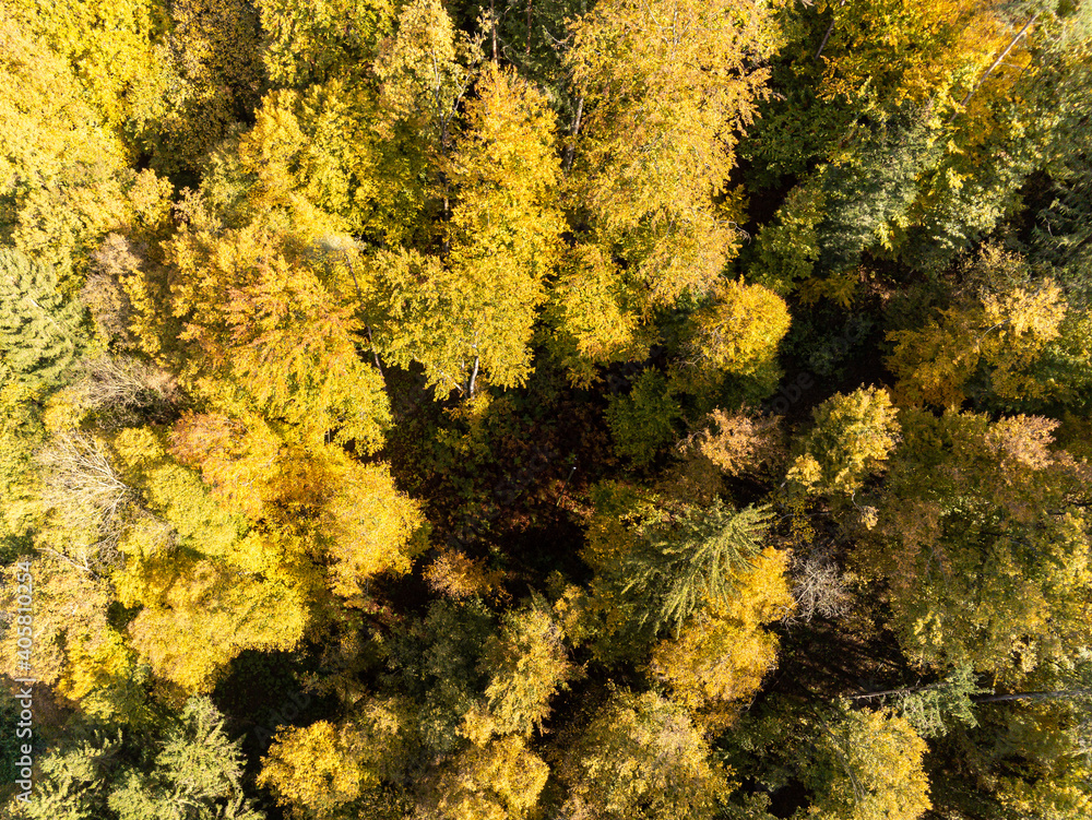 Herbstwald Herbstwald