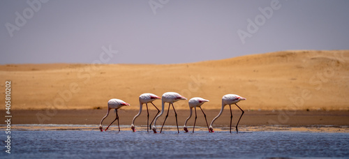 Tableau sur toile Flamingos im Gleichschritt auf der Suche nach Futter an einem Strand in Namibia