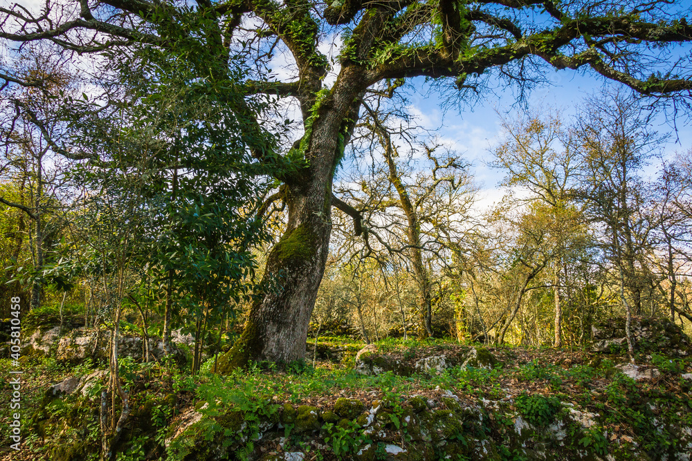 Beautiful tree with ferns and moss in the branches. Huge tree in the mountain village of Alvados, Serra de Aire, Portugal. Beautiful tree with ferns and moss in the branches. Huge tree in the mountain village of Alvados, Serra de Aire, Portugal.