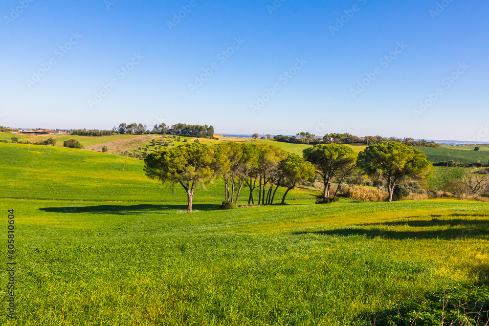 Huge pine trees in a beautiful green prairie hills. Ribatejo green hills Huge pine trees in a beautiful green prairie hills. Ribatejo green hills