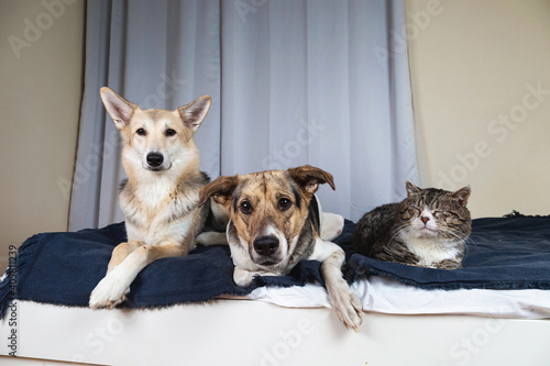Dogs and old cat resting on bed