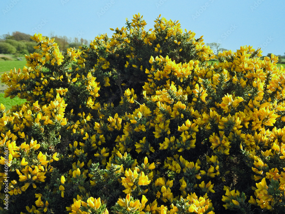 Obraz premium Yellow large bush
