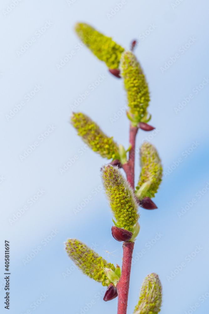 Buds emerging on trees in the spring time in North America Buds emerging on trees in the spring time in North America