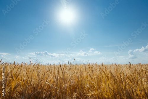 View of a field with ripe wheat  blue cloudless sky and sun