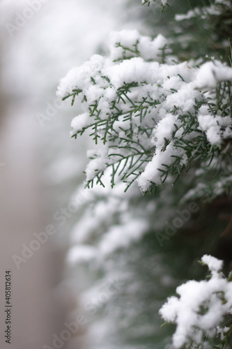 Close-up of the snow on the leaves of a pine tree