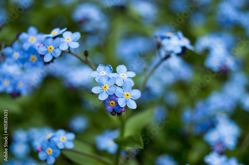 blooming flower alpine forget-me-not in the park