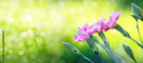 Beautiful pink flower blooming in the garden