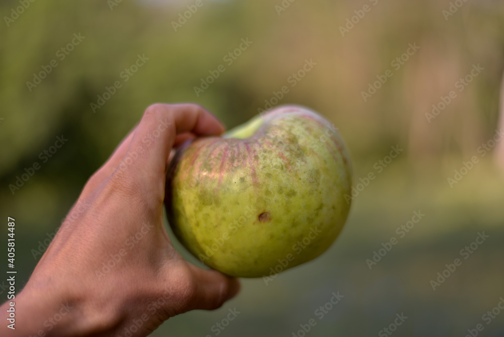 a very huge green apple in the hand. autumn harvest in the orchard. Malus pumila organic fruit at the farm a very huge green apple in the hand. autumn harvest in the orchard. Malus pumila organic fruit at the farm