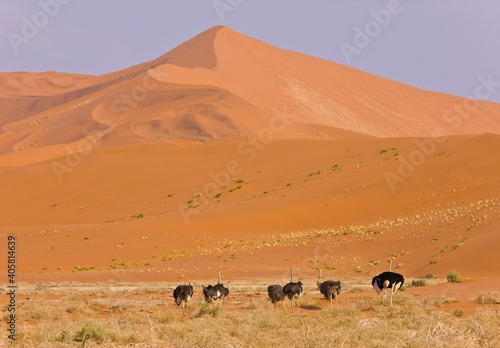 Avestruz Desierto Namib Namibia Africa