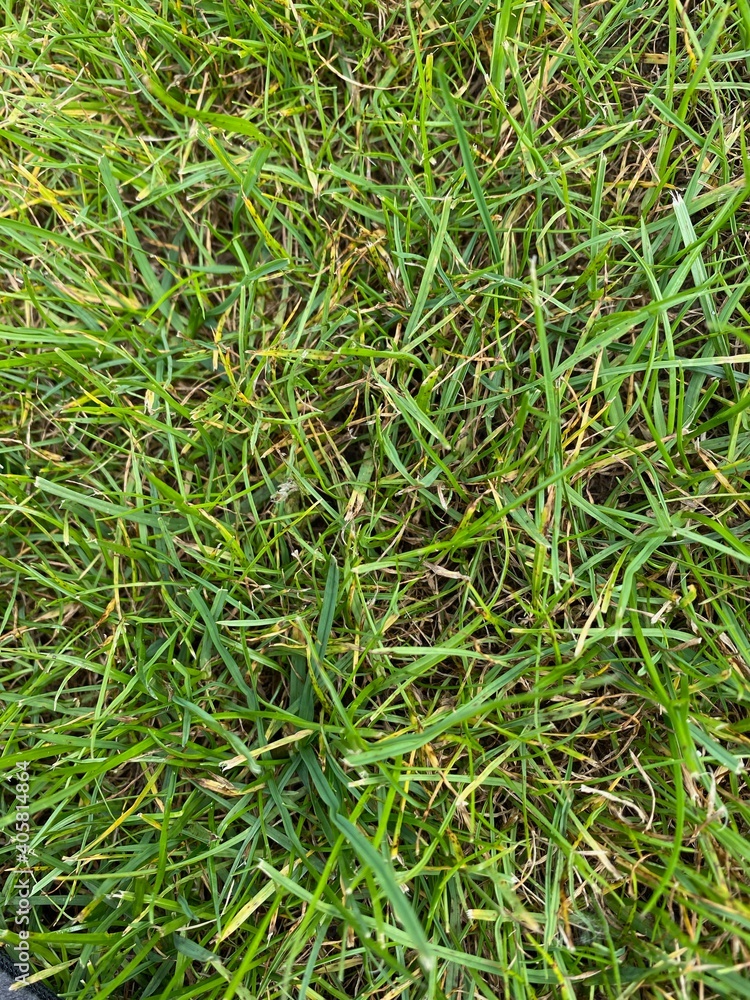 Gras Gras