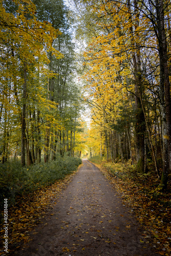 The path in the park. Bright yellow leaves in the autumn forest.