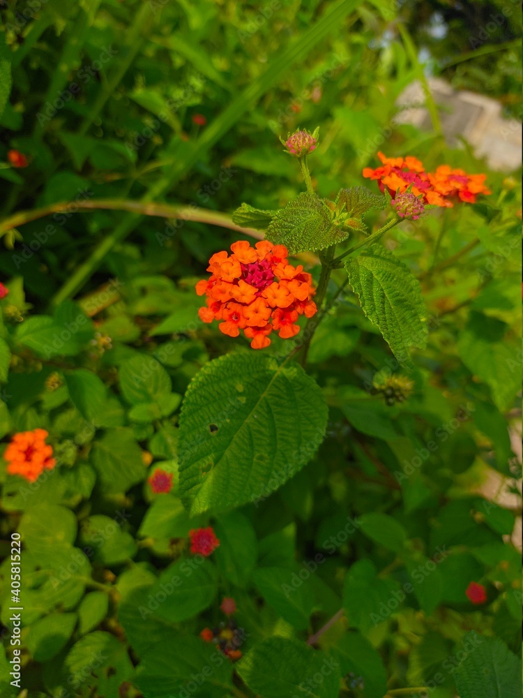 Flower Flower