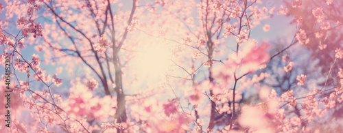 Blurred sakura tree twigs on blue background. © candy1812
