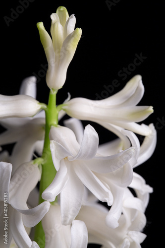 Close-up of a flowering hyacinth plant with white flowers on a black backdrop