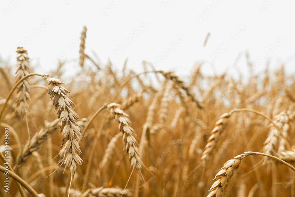 Summer landscape of wheat field. Ripe cereals field. Golden spikelets of ripe wheat close up Summer landscape of wheat field. Ripe cereals field. Golden spikelets of ripe wheat close up