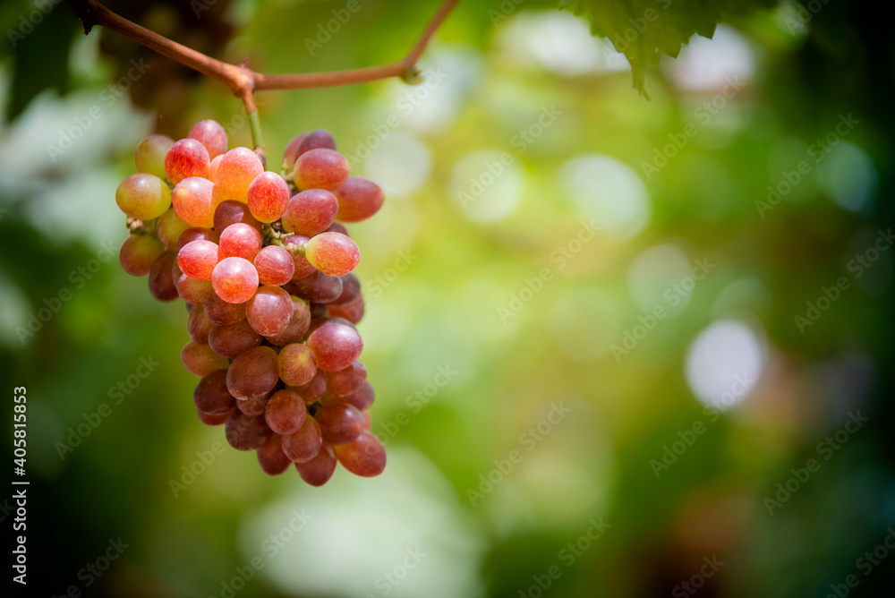 Red grapes on the tree of the garden Red grapes on the tree of the garden
