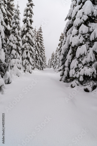 Winter foreee with snow covered trail in Jeseniky mountains in Czech republic
