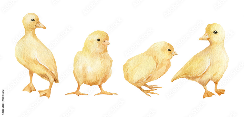 Watercolor cute yellow birds. Chickens, ducklings. Little easter animals. Farm birds. Domestic pet.